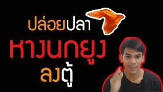 วิธีปล่อยปลาหางนกยูง ลงตู้เลี้ยง I Ep2.