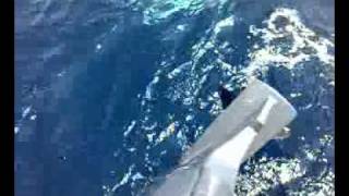 Shark kavala alepokarxarias