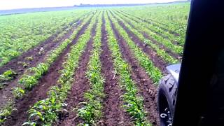 МТЗ 82.1 вторая прополка кукурузы /MTZ 82.1 second to weed of corn