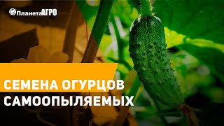 ? Обзор семян огурцов самоопыляемые, ранние 2019 ? Часть 21 ? Планета Агро