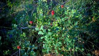 Norway 2008: Lysefjord (Норвегия: Лисефьорд)