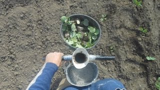 Посадка капусты сажалкой в грунт