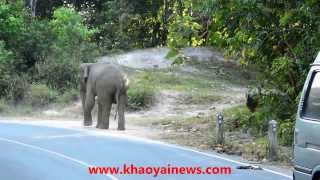 Angry elephants @ Khao Yai National Park