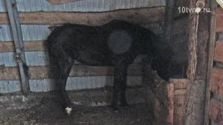 Лошадь - убийца