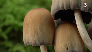 L'instant champignon : Connaissez vous le coprin micacé ou coprinellus micaceux ?