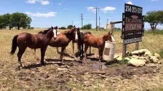 Tried To Get Some Baby Horse Behavior But These Guys Justed To Watch
