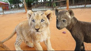 Cute Hyena Cubs and Lion Cubs Playing Together