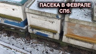 Пасека в феврале. Спб.