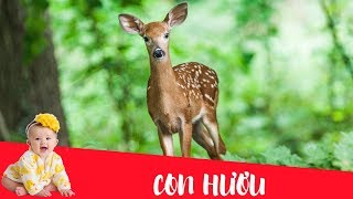 Dạy bé học nói con vật tiếng Việt | Con hươu