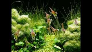Takashi Amano Акваскейпнг и аквариумы