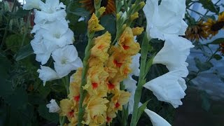 ЦВЕТУТ МОИ ГЛАДИОЛУСЫ  28 июля