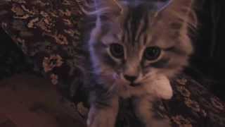 Siberian kitten loves his toy mouse