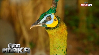 Ang Pinaka: Kakaibang animal mating habits