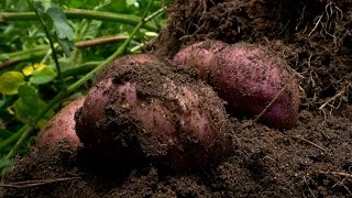 Cosecha Y Manejo de la Papa Diacol Capiro - TvAgro por Juan Gonzalo Angel