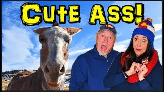Cripple Creek Colorado -  Donkeys, Casinos, & Freddy Kruger | Travel Tips