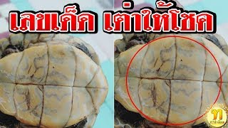 เลขกลุ่มเฟสบุ๊ค! สาวโพสต์ เต่าคลานเข้าบ้าน บริเวณท้อง ปรากฏ คล้ายตัวเลข