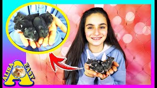 КАКОГО ХОМЯЧКА ОСТАВИМ? /  Алиса ВЫГУЛИВАЕТ ХОМЯЧАТ / Alisa Easy Pets