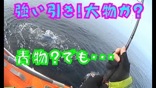 ナブラの正体は青物か！？でも青い魚体が鮮やか過ぎない？