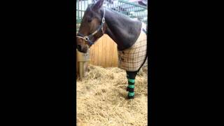 Equine Rehabilitation Slideshow