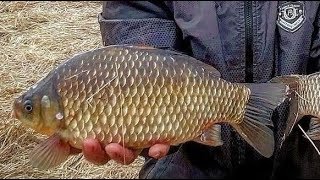 ЖИРНЫЕ болотные караси весной с БЕРЕГА FRENZY FISHER