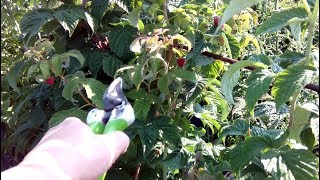 ЛЕТНЯЯ ОБРЕЗКА РЕМОНТАНТНОЙ МАЛИНЫ И ЕЖЕВИКИ