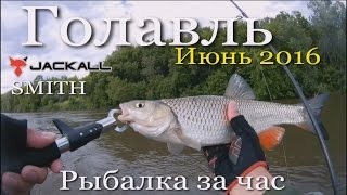 Ловля голавля на спиннинг воблерами в июне. Рыбалка за час. Река Ик.