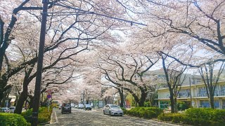 Không Ngờ Ở Nhật Bản Lại Có Hàng Cây Hoa Anh Đào Đẹp Như Vậy