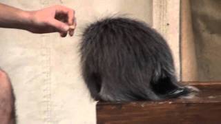 clover, an animal ambassador porcupine, at the henry doorly zoo