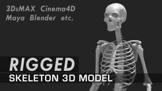 Skeleton 3D Model - Rig Preview
