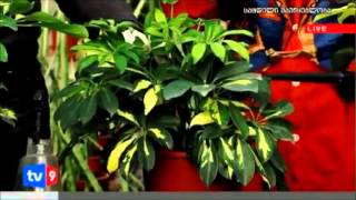 Schefflera in Grato Greenhouse, part 2