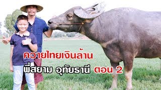 ควายไทยเงินล้าน พี่สยาม โทร 098-165-7889 ควายงามอุทัยธานี เมืองพระชนก ตอน2 Vlog EP273 | เต๋อพาเที่ยว