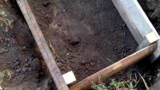 Эксперимент!!! Вырастит ли инжир, посадка инжира далеко не в субтропиках.