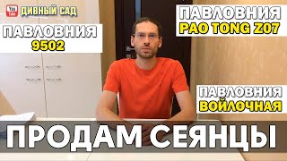 Как купить саженцы сеянцы Павловнии, супергибрид PAO TONG Z07 , Войлочная, гибрид 9502