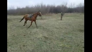 Донской жеребец Гном 2011