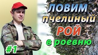 Сбор пчелиного роя в роевню и посадка роя в улей. Естественное роение. Начинающим пчеловодам.