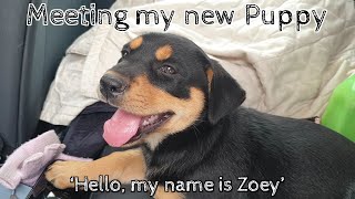 Meeting my new puppy