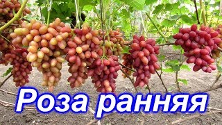 Роза ранняя 09.08.2019