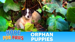 Saving five orphaned puppies - watch until the end for an amazing transformation!