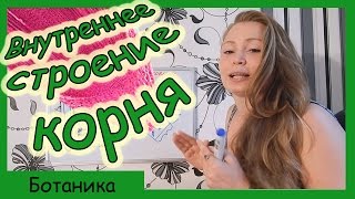 Урок биологии №47. Внутренне строение корня.