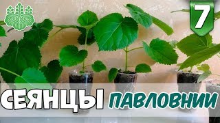 Купить саженцы (сеянцы) Павловнии. Мое знакомство с  Павловнией.