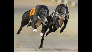 Dhok Gad race #7 | greyhound track race