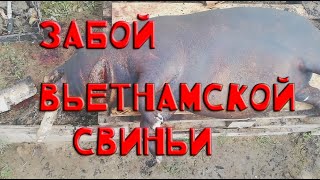 Забой и разделывание вьетнамской свиньи