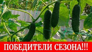 ?Огурцы, победители сезона 2018. Кто дал самый лучший урожай и вырос больше всех??