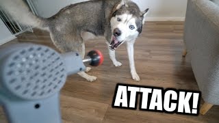My Husky Reacts To Massage Driller!