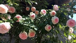 Плетистая роза Eden Rose（Эден Роуз）у нас в саду）