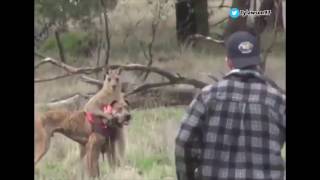 CONNOR MCGREGOR vs KANGAROO!!! (Kangaroo parody video)