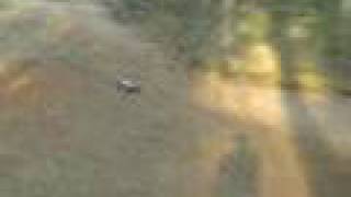 Losi Speed-T and Rustler VXL bashing