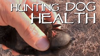 Hunting Dog Health - Why Roading Is Important For Your Dogs Pads