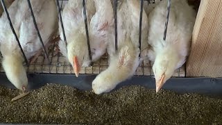 Клетки для бройлеров своими руками