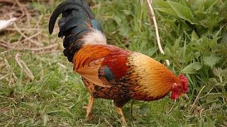 Tiếng gà trống gáy ò ó o | Gà Trông gáy báo thức Buổi sáng đã đến giờ bé đi học
